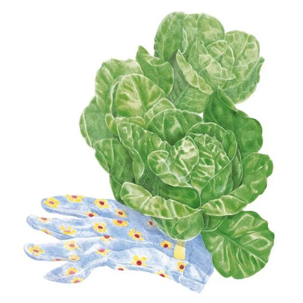 Little Gem Romaine Lettuce Seed